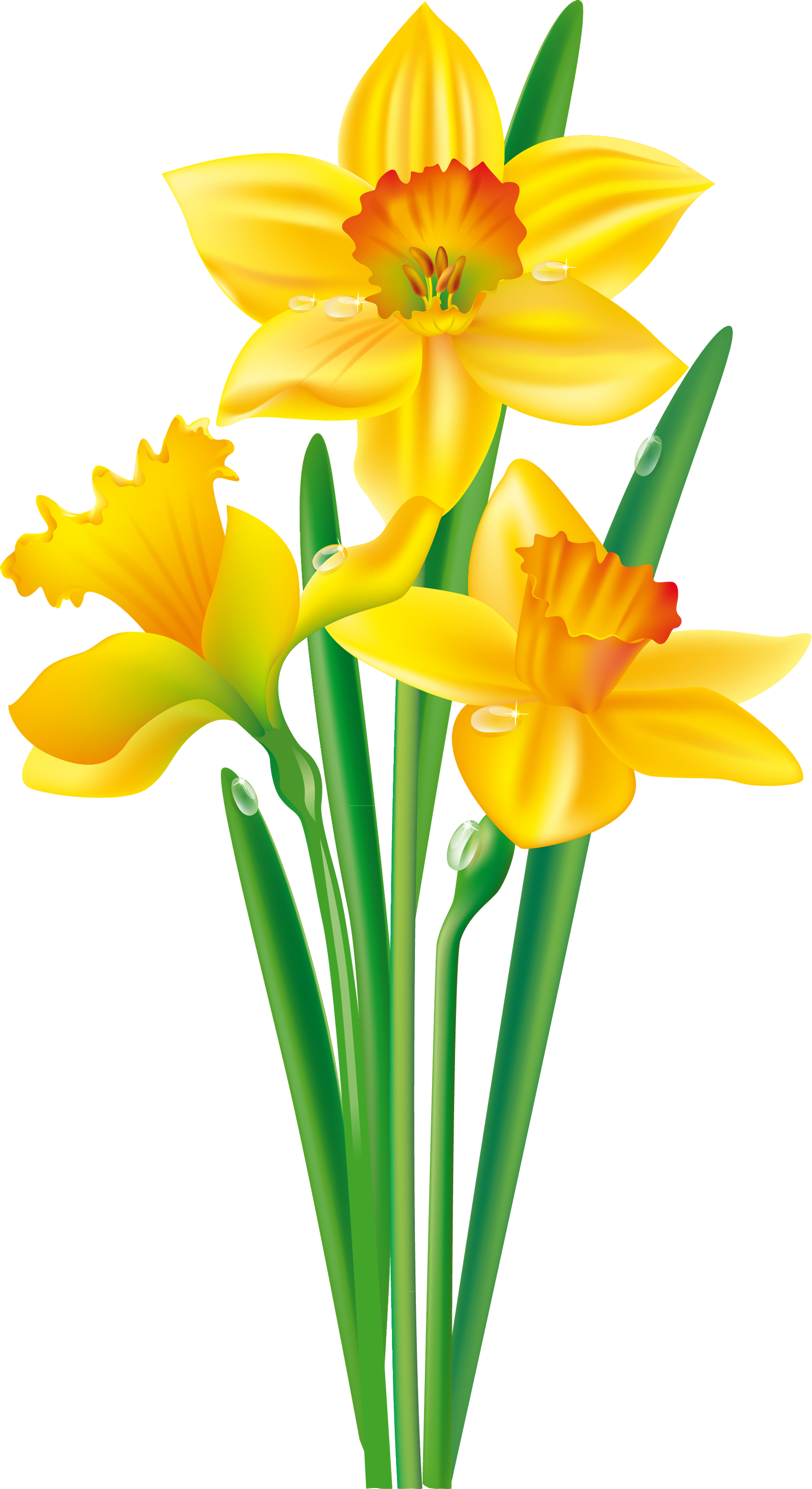 Download PNG image - Yellow Daffodil PNG Isolated Pic 
