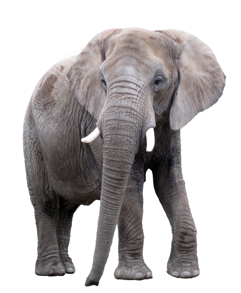 Download PNG image - African Elephant PNG Image 