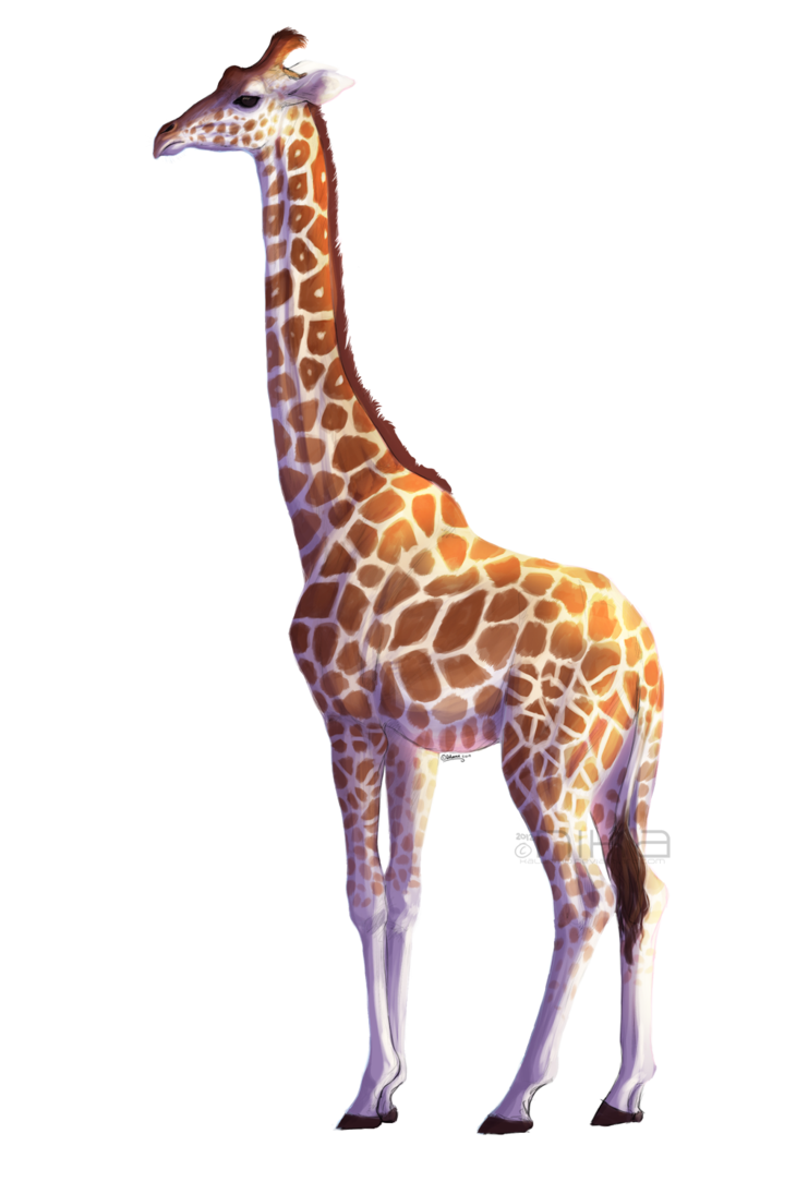 Download PNG image - African Giraffe PNG File 