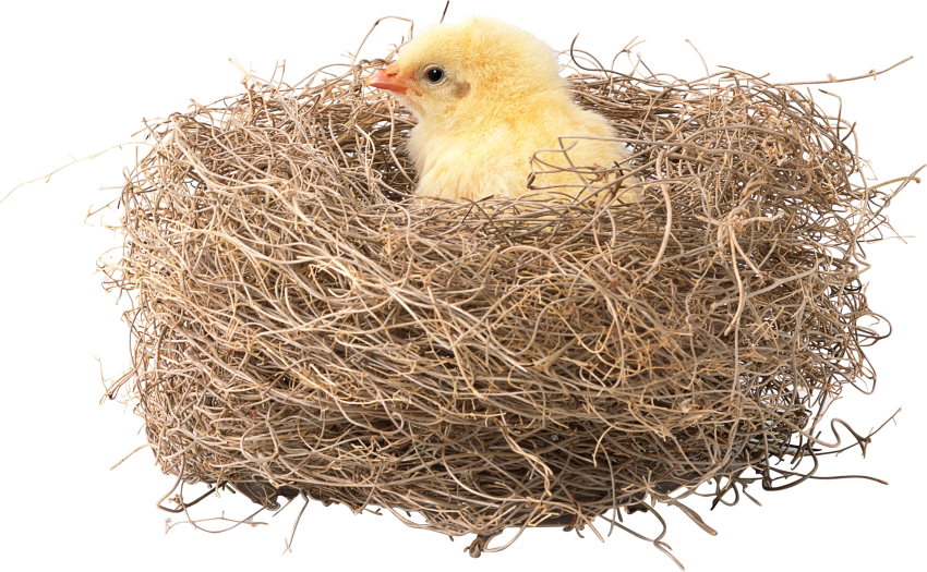 Download PNG image - Bird Nest PNG 