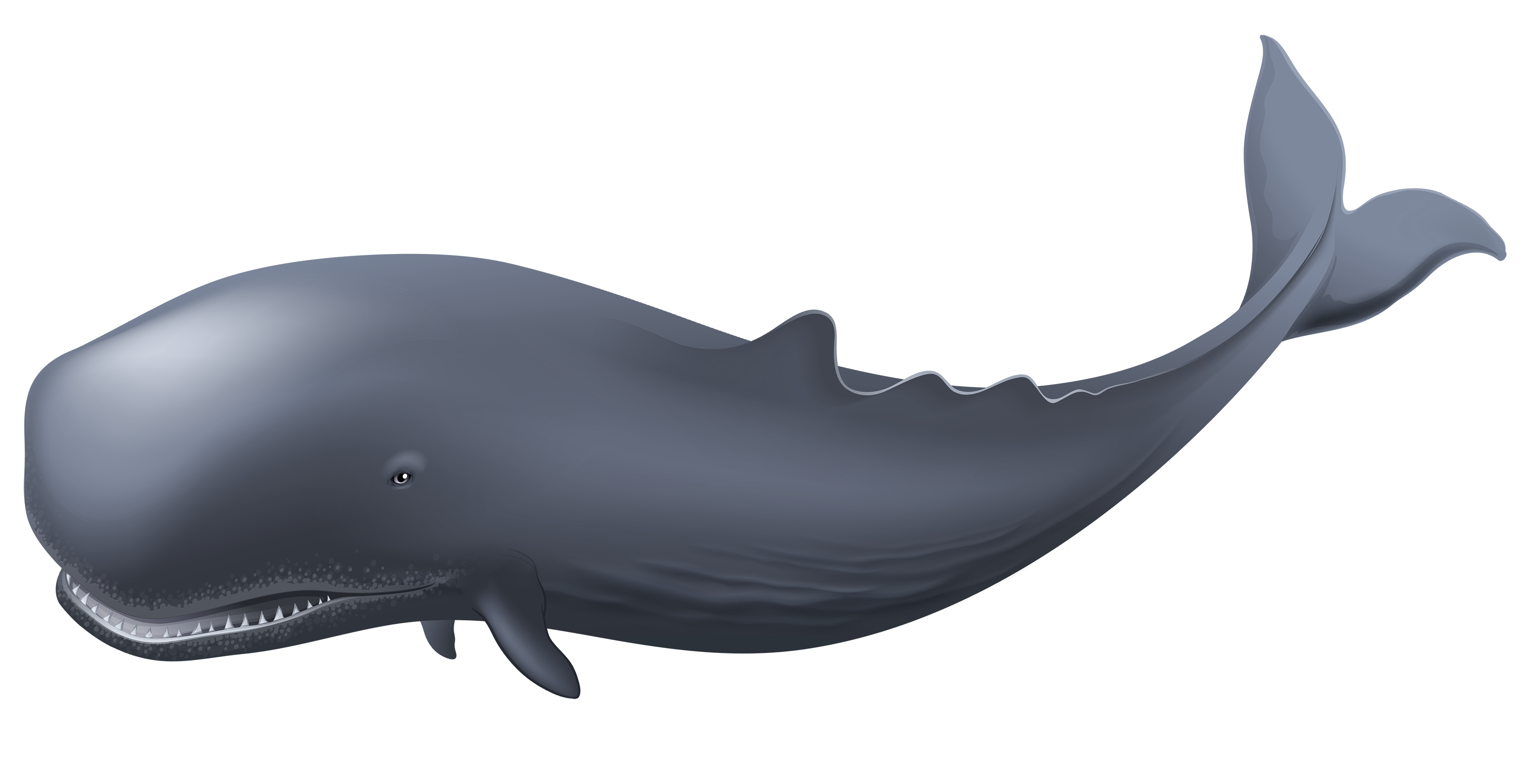 Download PNG image - Blue Whale PNG Clipart 
