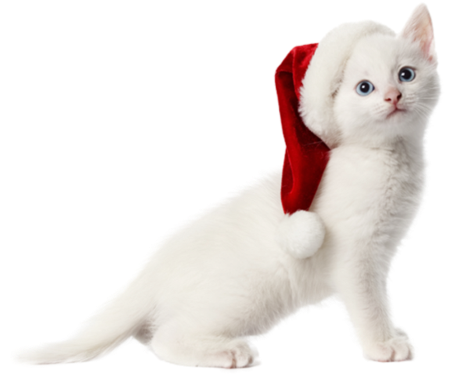 Download PNG image - Cat Christmas PNG Image 
