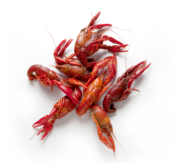 Download PNG image - Crawfish Background Isolated PNG 