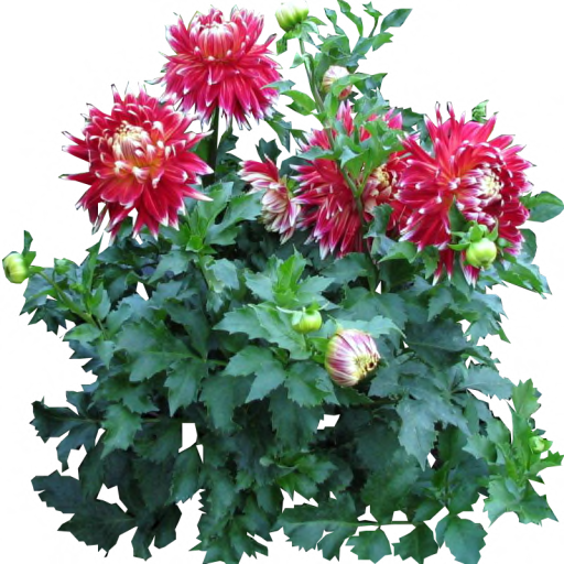 Download PNG image - Dahlia PNG Clipart 