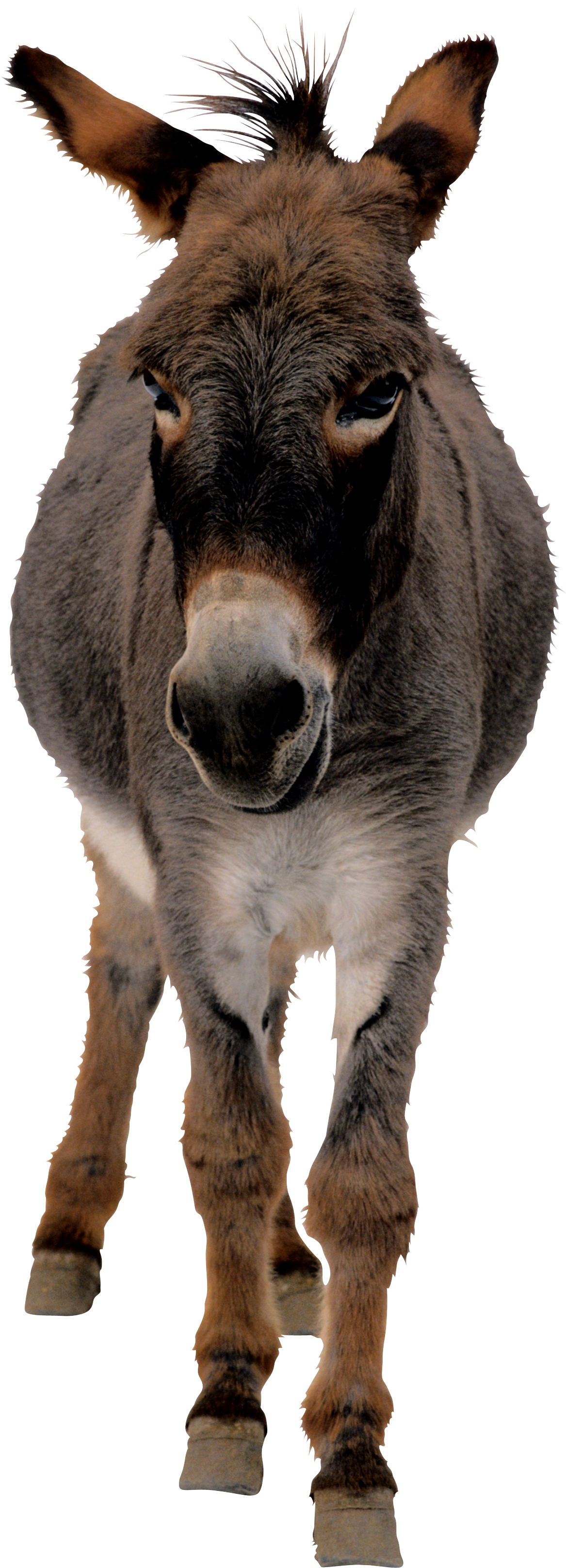 Download PNG image - Donkey Mule PNG Transparent Image 
