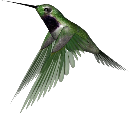 Download PNG image - Hummingbird PNG Clipart 