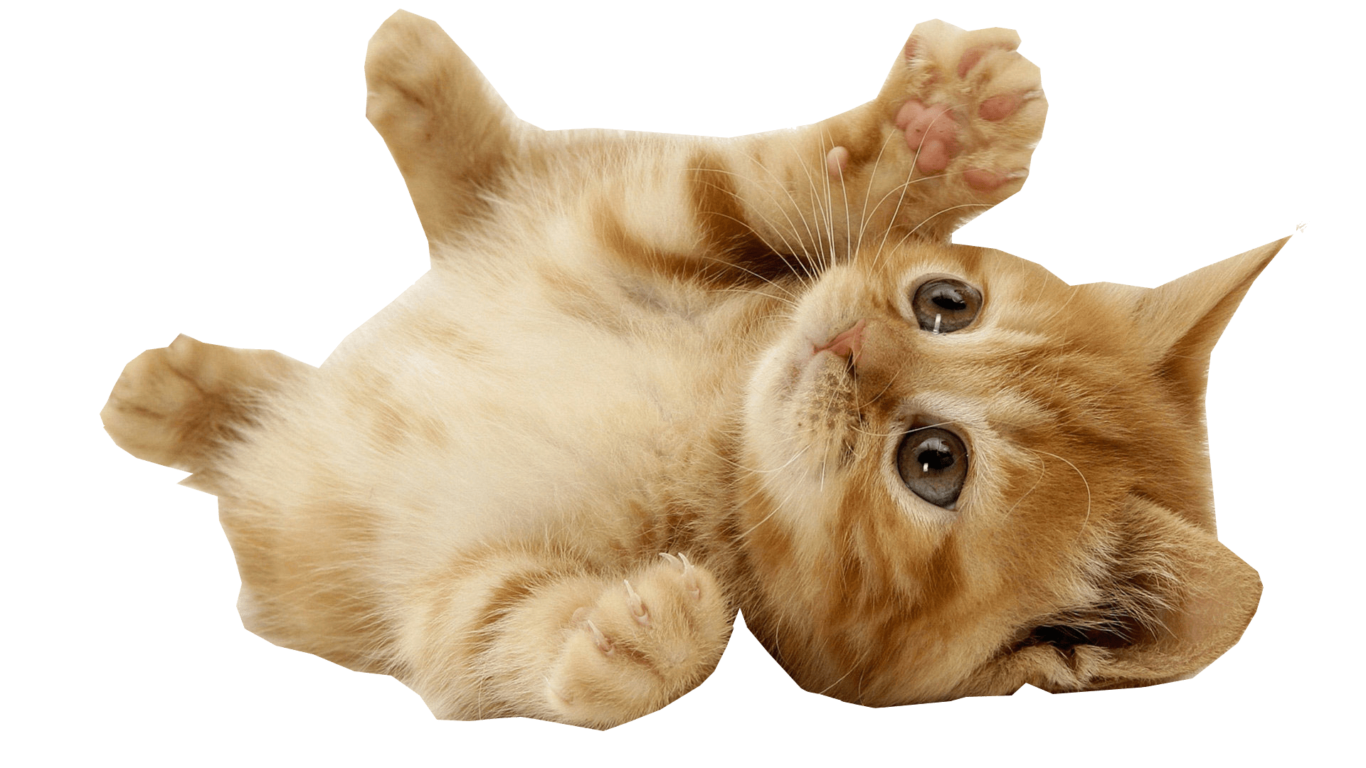 Download PNG image - Little Kitten PNG HD 