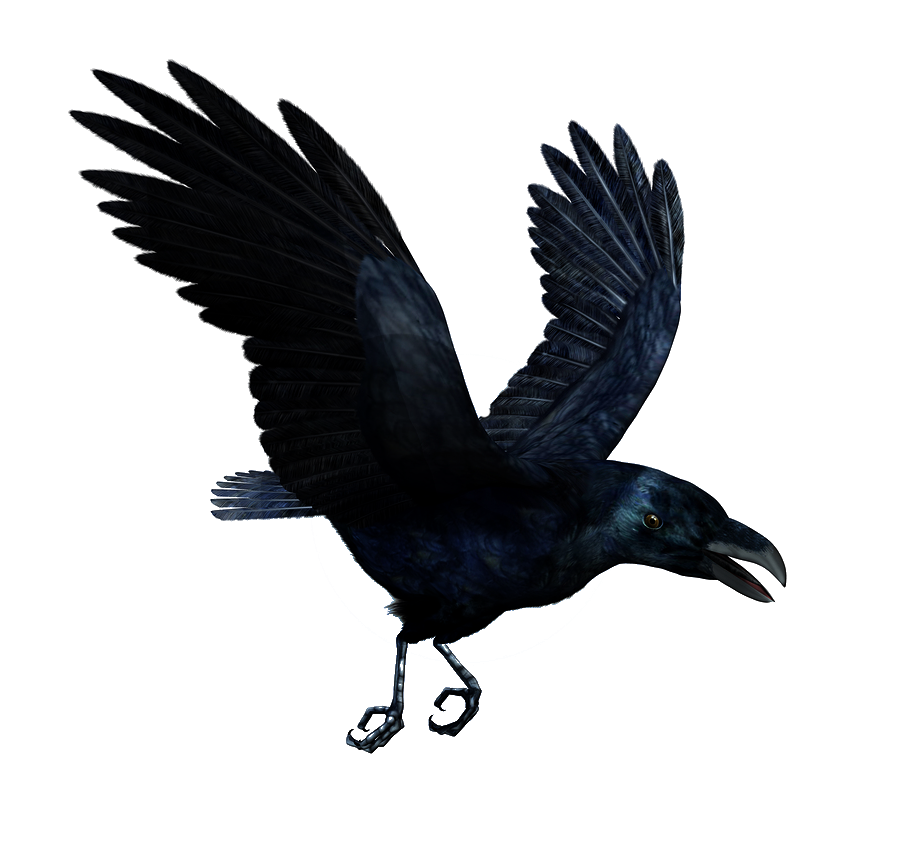 Download PNG image - Raven Bird PNG Photos 