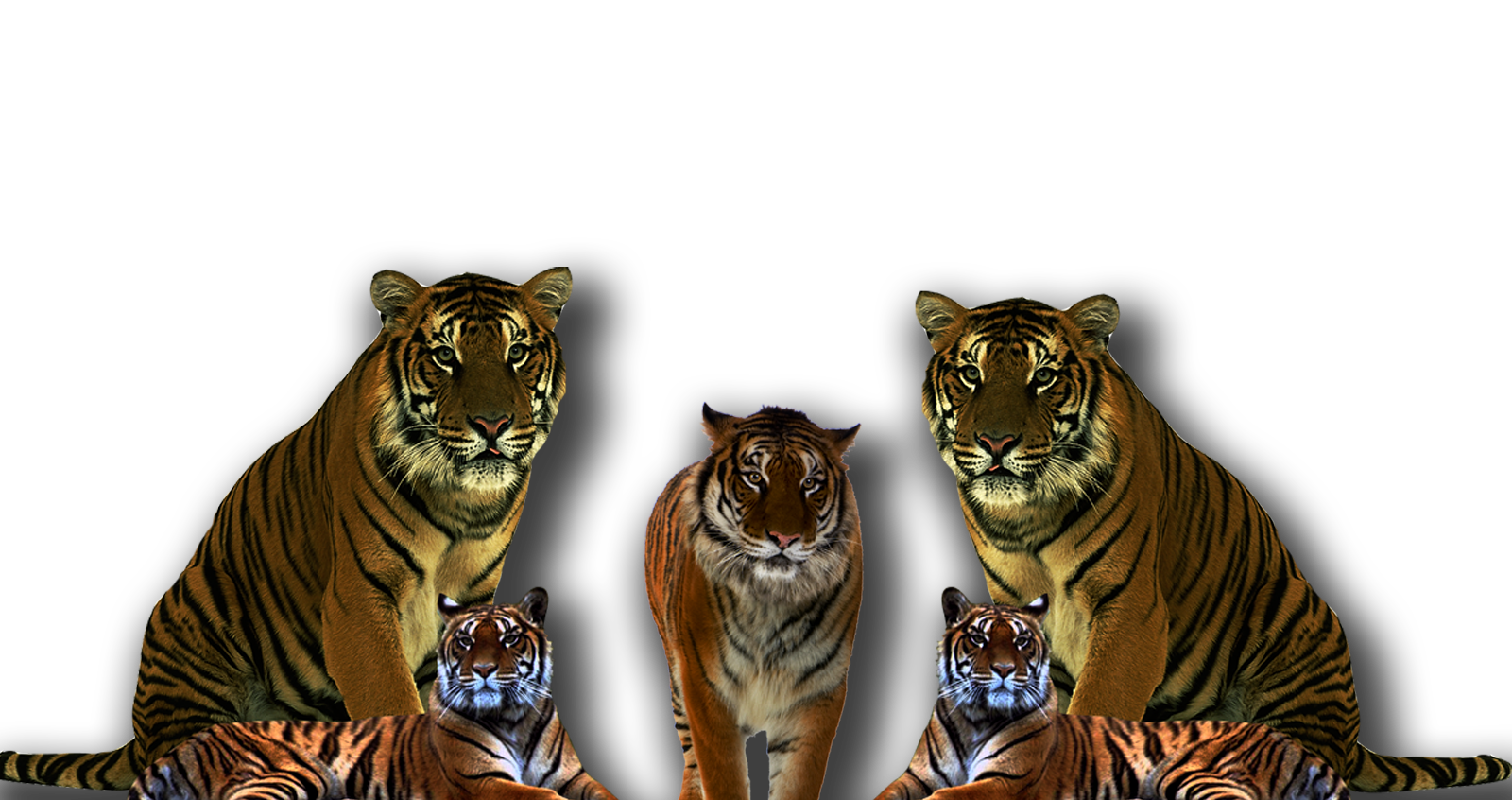 Download PNG image - Tiger PNG Isolated HD 