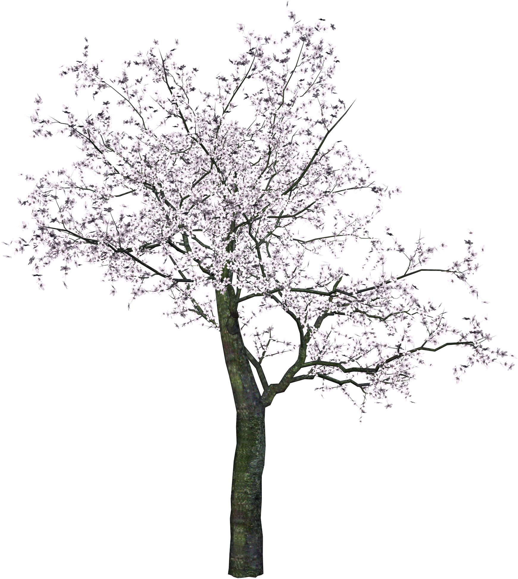 Download PNG image - Cherry Tree PNG Transparent Image 