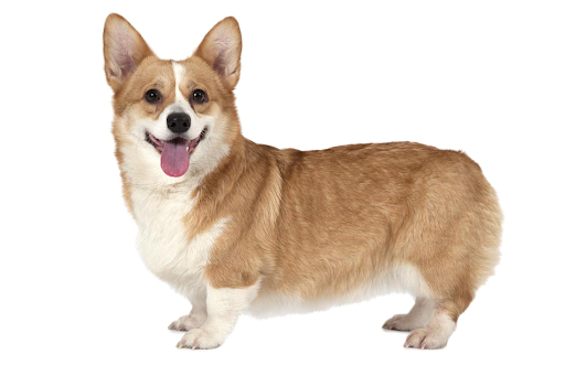 Download PNG image - Cute Corgi Dog PNG Image 