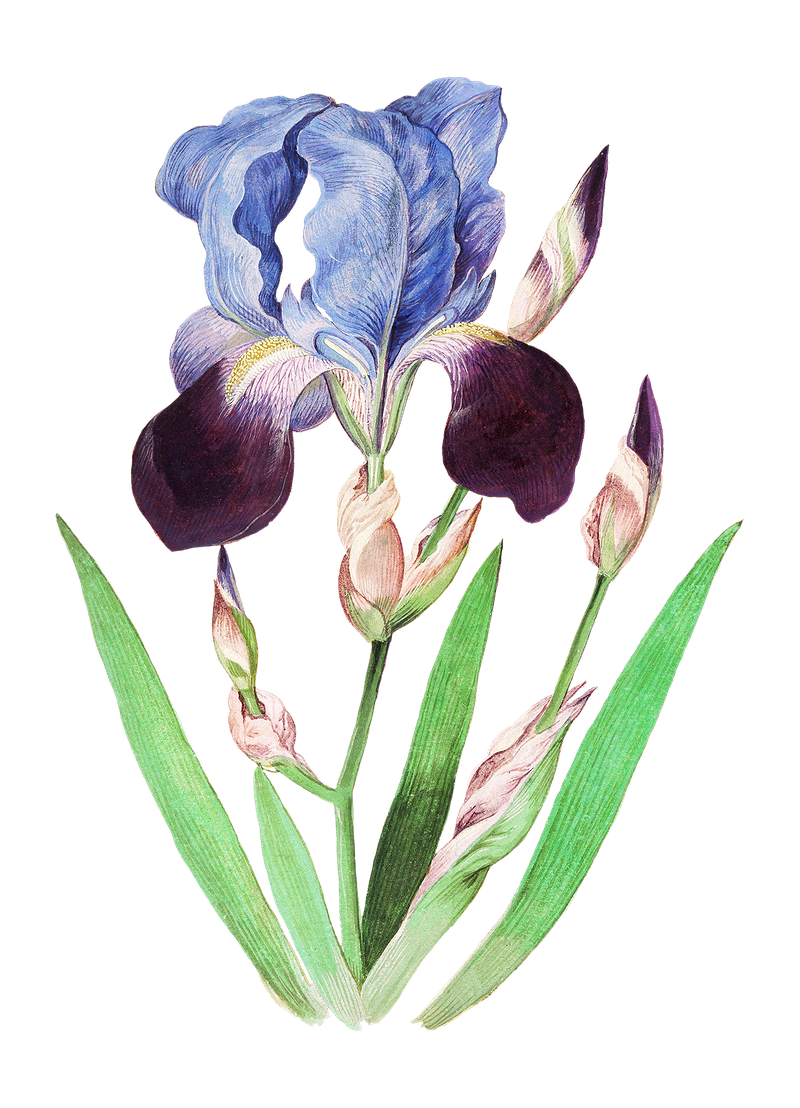 Download PNG image - Vector Flower Artwork PNG File 