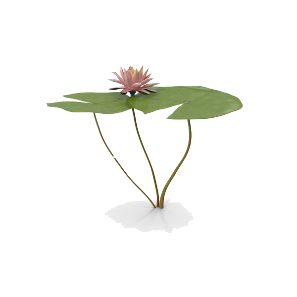 Download PNG image - Water Lily PNG Free Download 