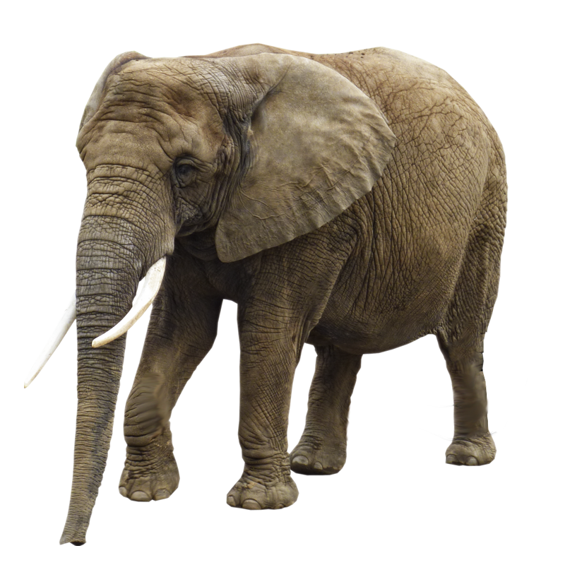 Download PNG image - Elephant PNG Transparent Image 