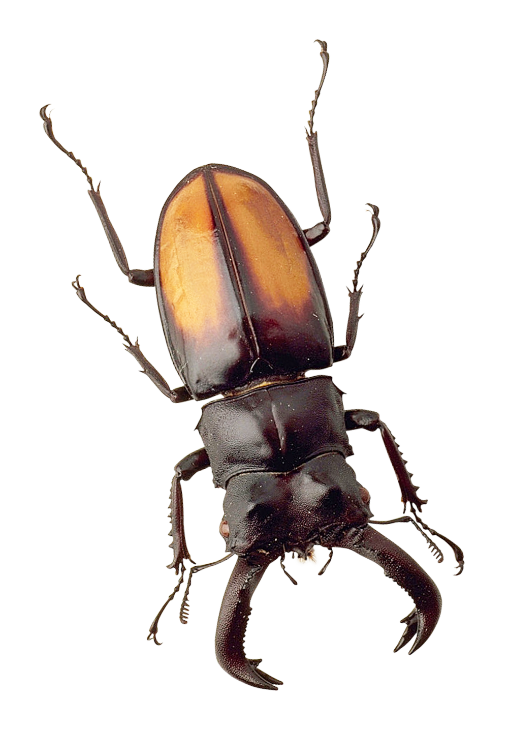 Download PNG image - Beetle Insect PNG 