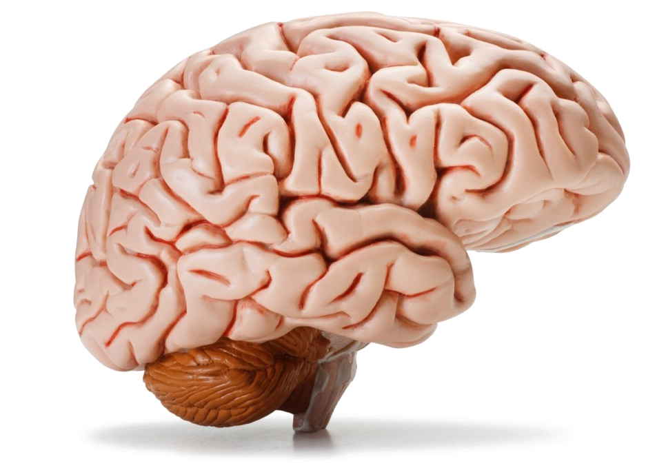 Download PNG image - Brain PNG HD 