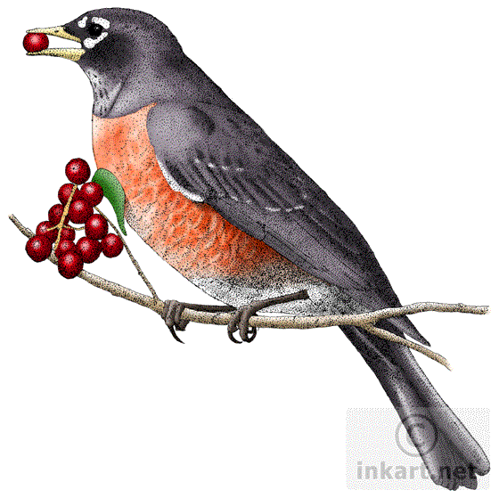 Download PNG image - European Robin PNG Clipart 