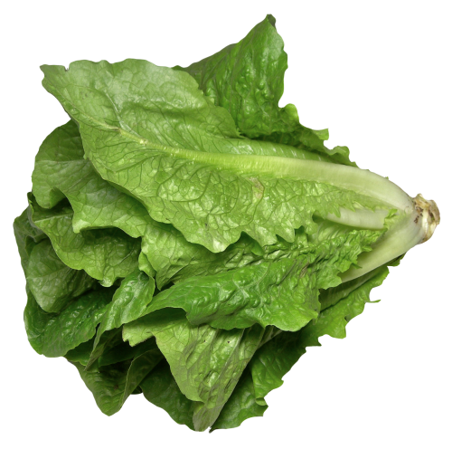 Download PNG image - Fresh Green Lettuce Transparent Background 