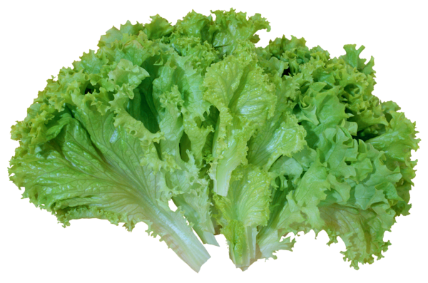 Download PNG image - Green Lettuce PNG Image 