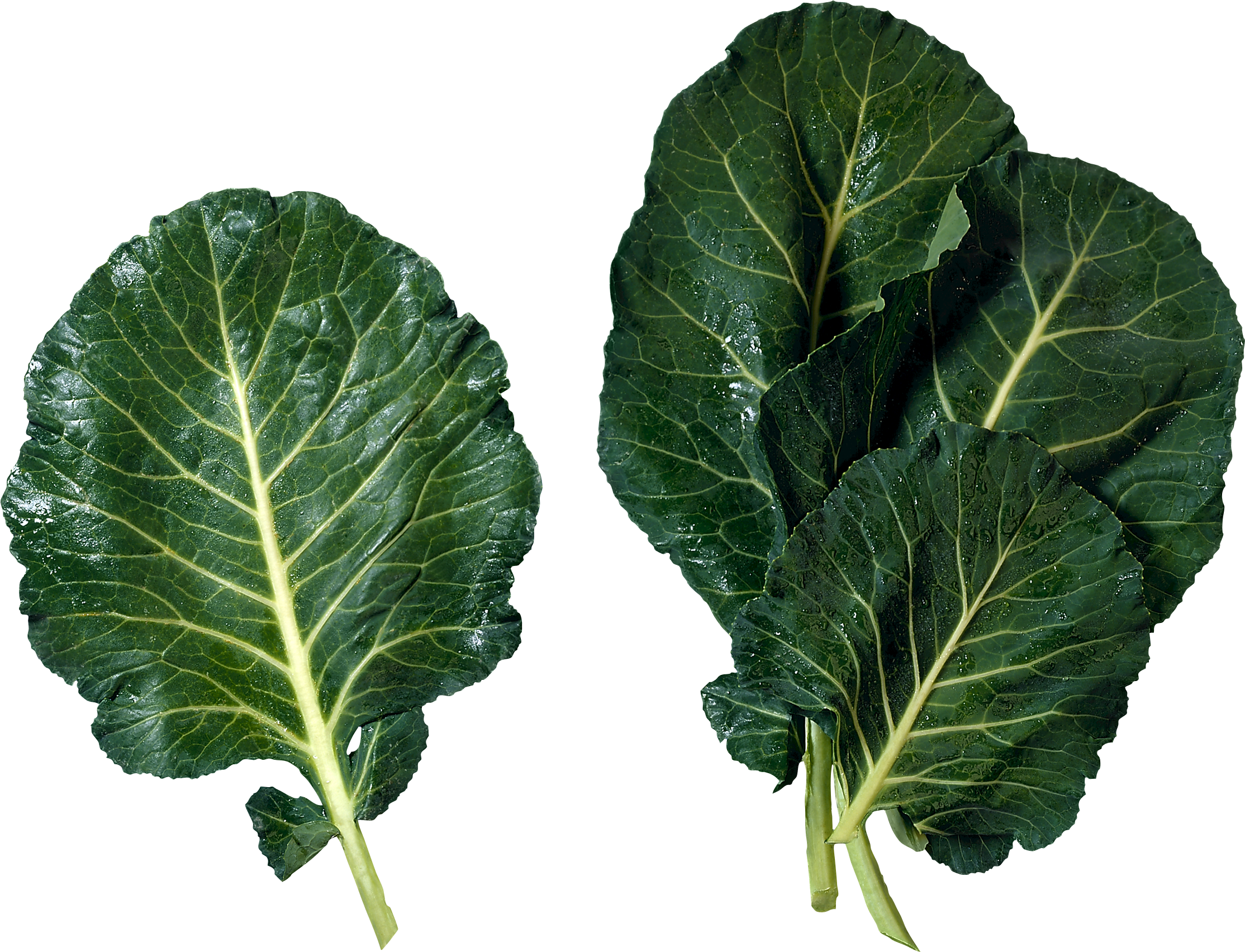 Download PNG image - Green Lettuce PNG Photos 