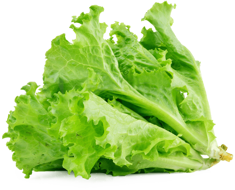 Download PNG image - Green Lettuce PNG Transparent Image 