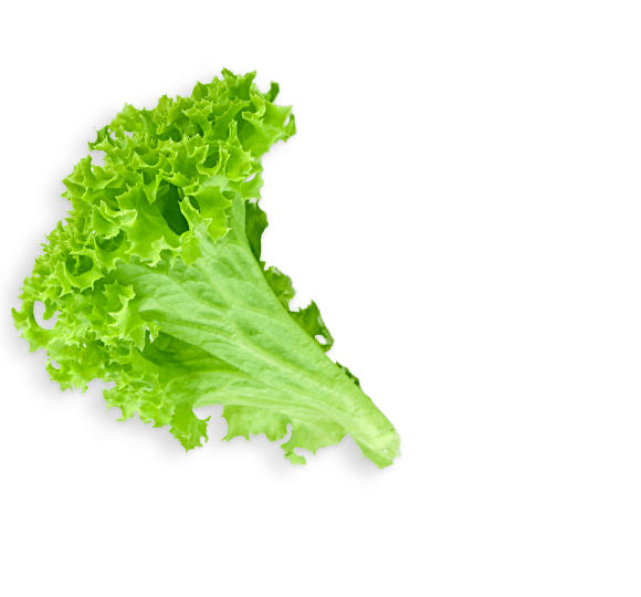Download PNG image - Green Lettuce Transparent Background 