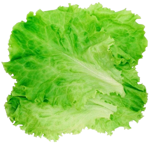 Download PNG image - Green Lettuce Transparent PNG 