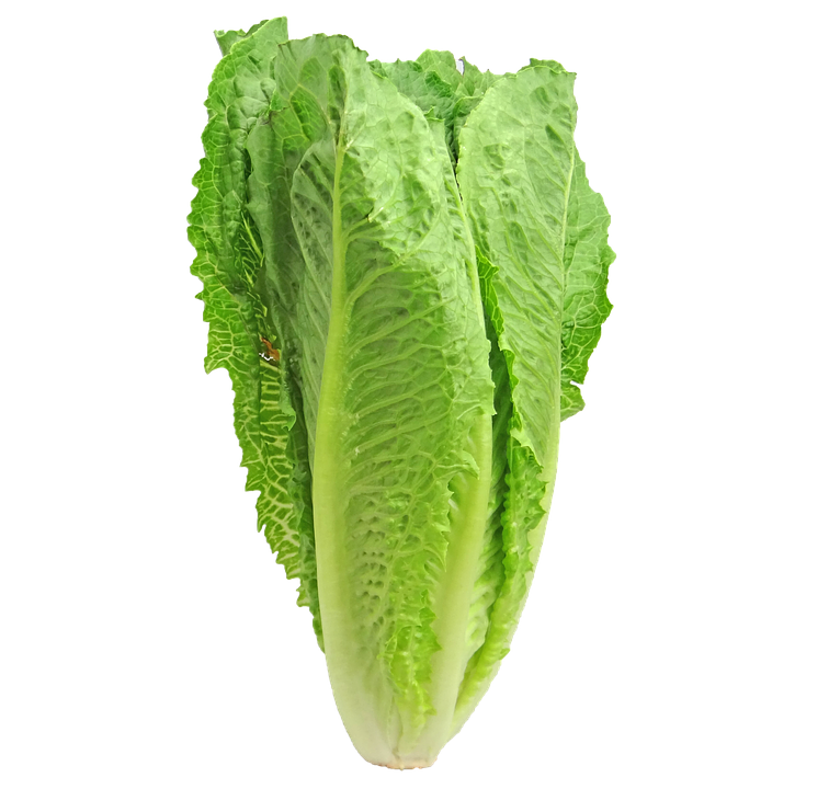 Download PNG image - Organic Green Lettuce PNG Clipart 
