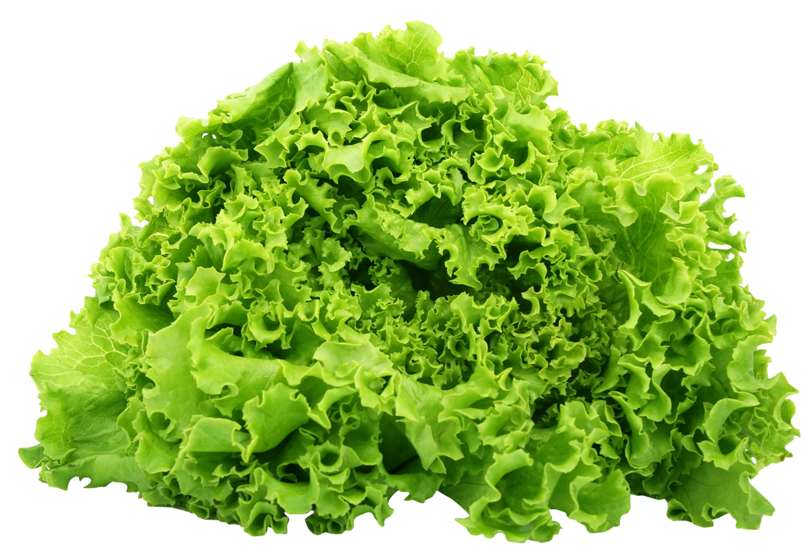Download PNG image - Organic Green Lettuce PNG File 