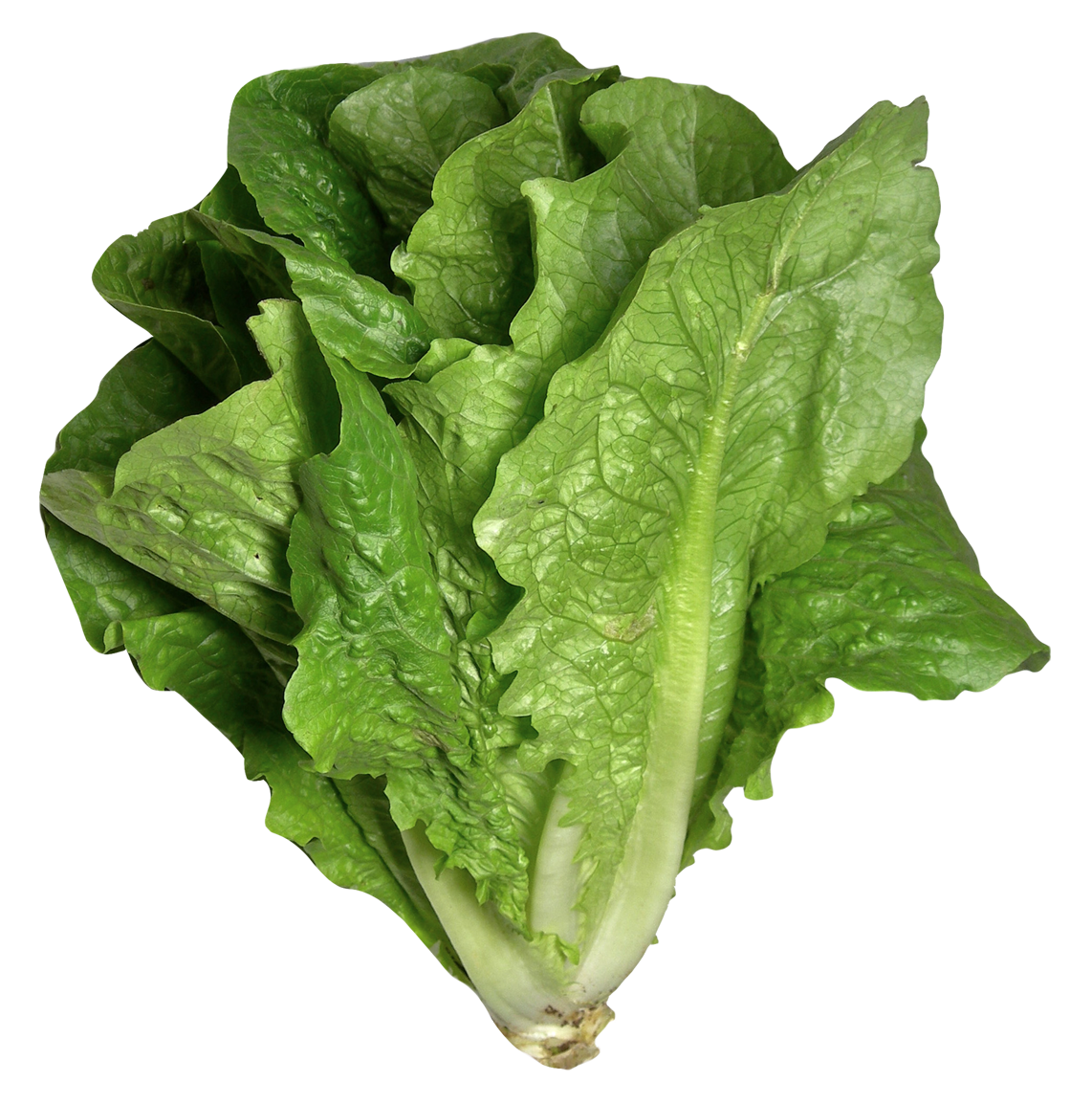 Download PNG image - Organic Green Lettuce PNG Photos 