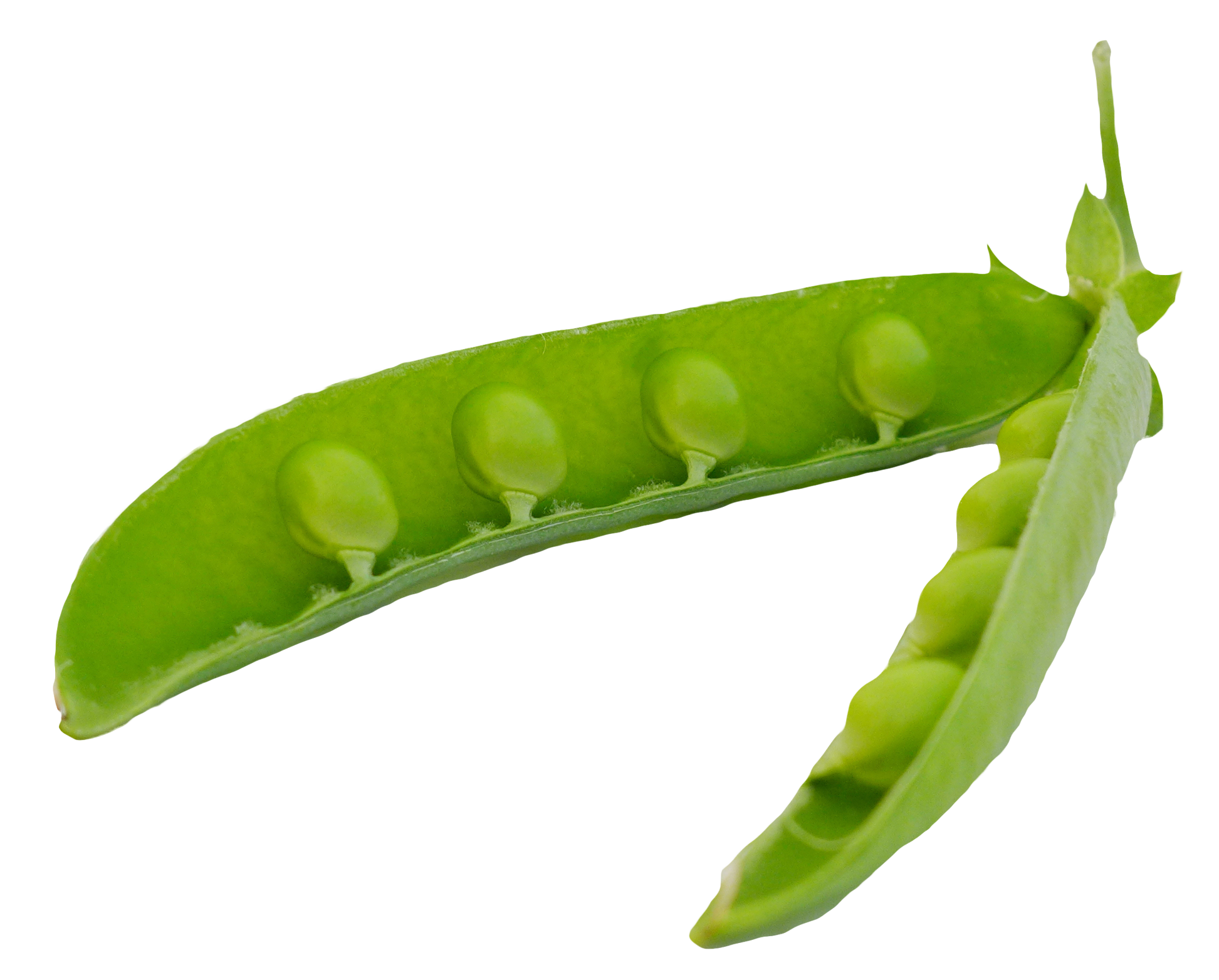 Download PNG image - Organic Green Pea Transparent Background 