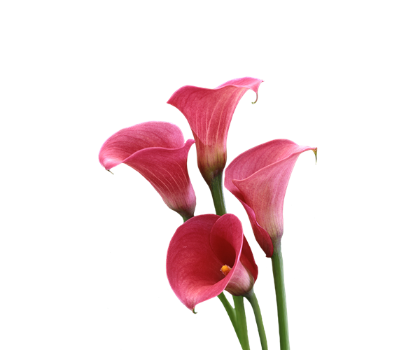 Download PNG image - Red Calla Lily PNG Clipart 