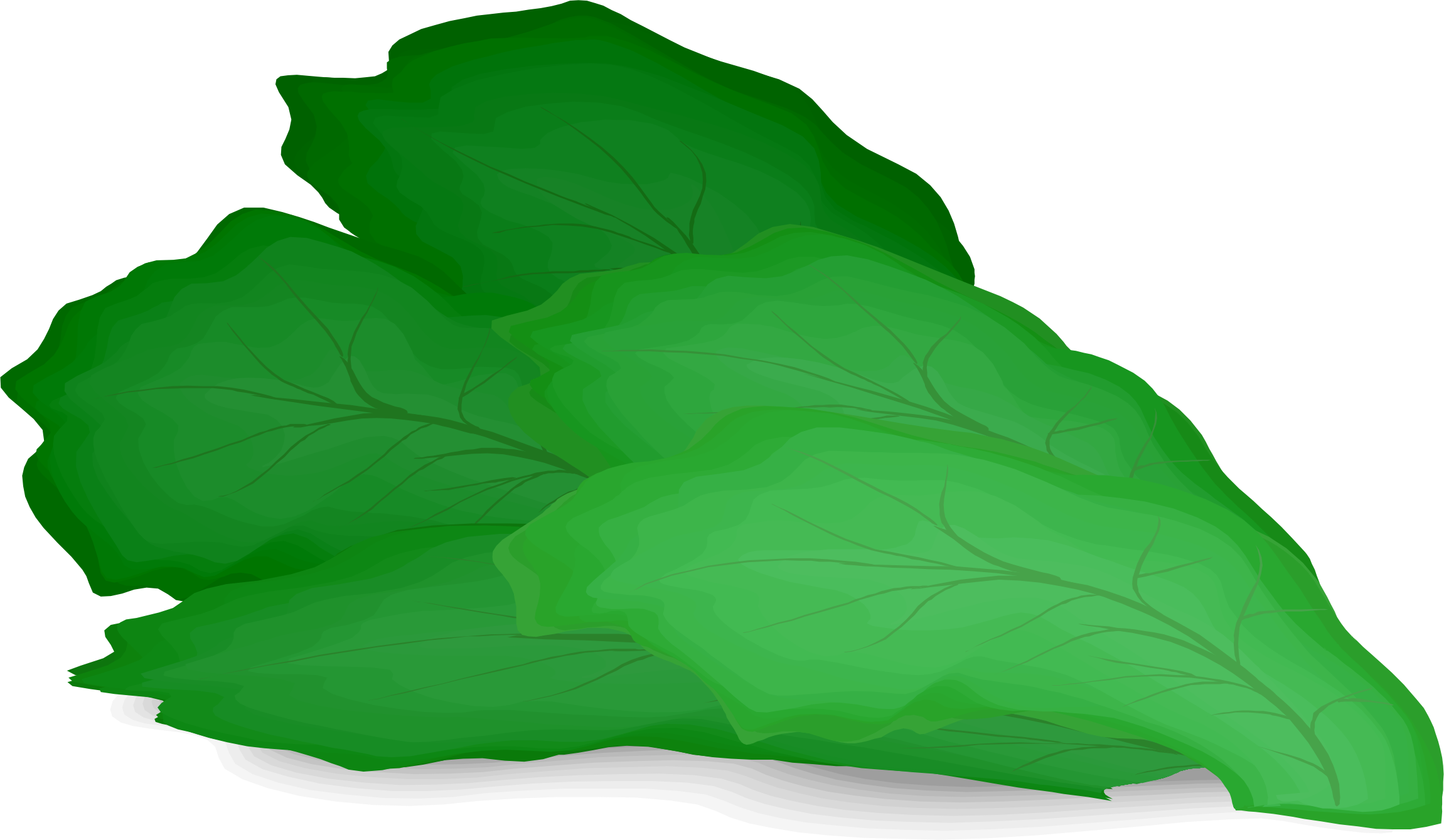 Download PNG image - Vector Green Lettuce PNG File 