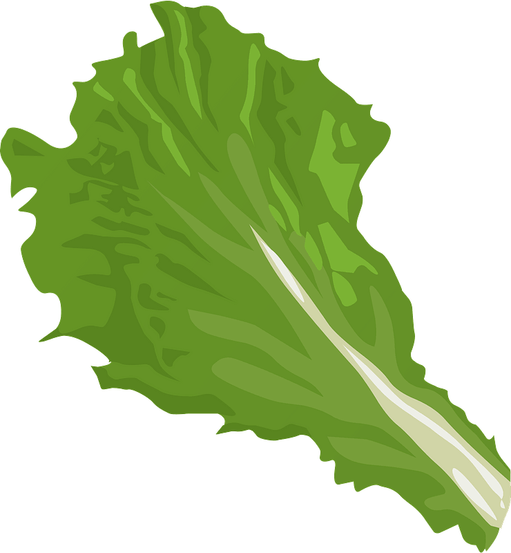 Download PNG image - Vector Green Lettuce PNG Photos 