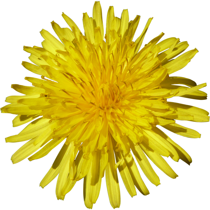 Download PNG image - Yellow Dandelion PNG Free Download 