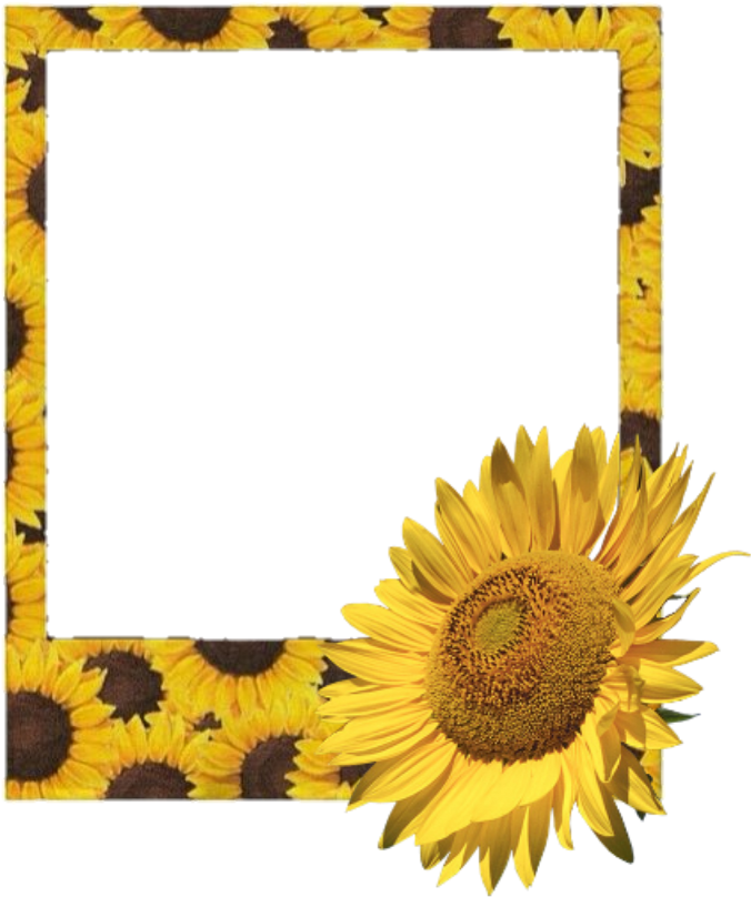 Download PNG image - Aesthetic Sunflower PNG Photos 