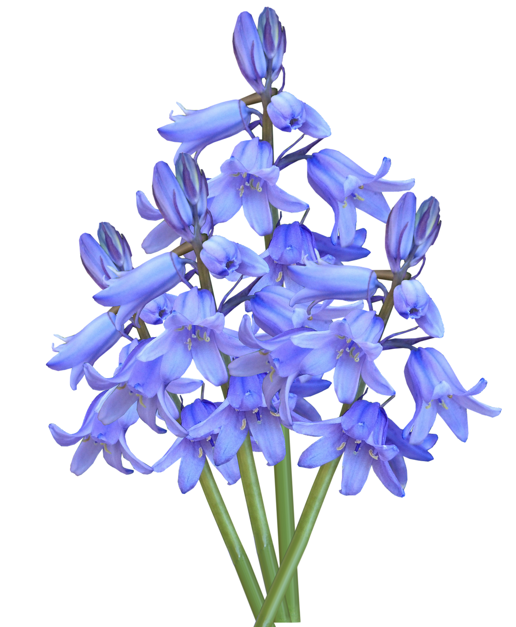 Download PNG image - Bluebells Flower Transparent PNG 