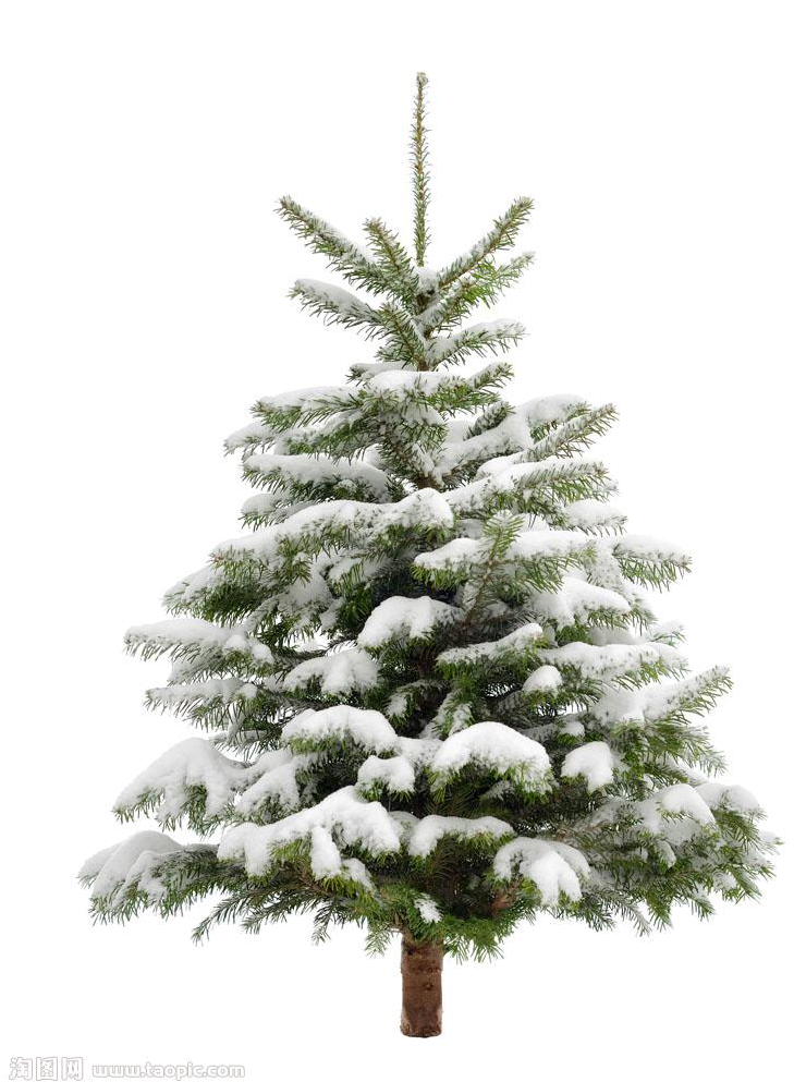 Download PNG image - Christmas Fir Tree PNG Transparent Picture 