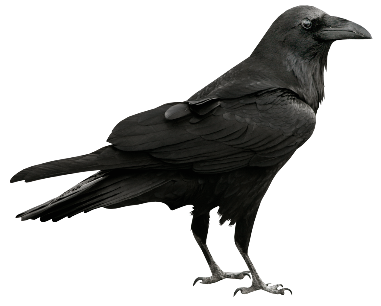 Download PNG image - Common Raven PNG Transparent 