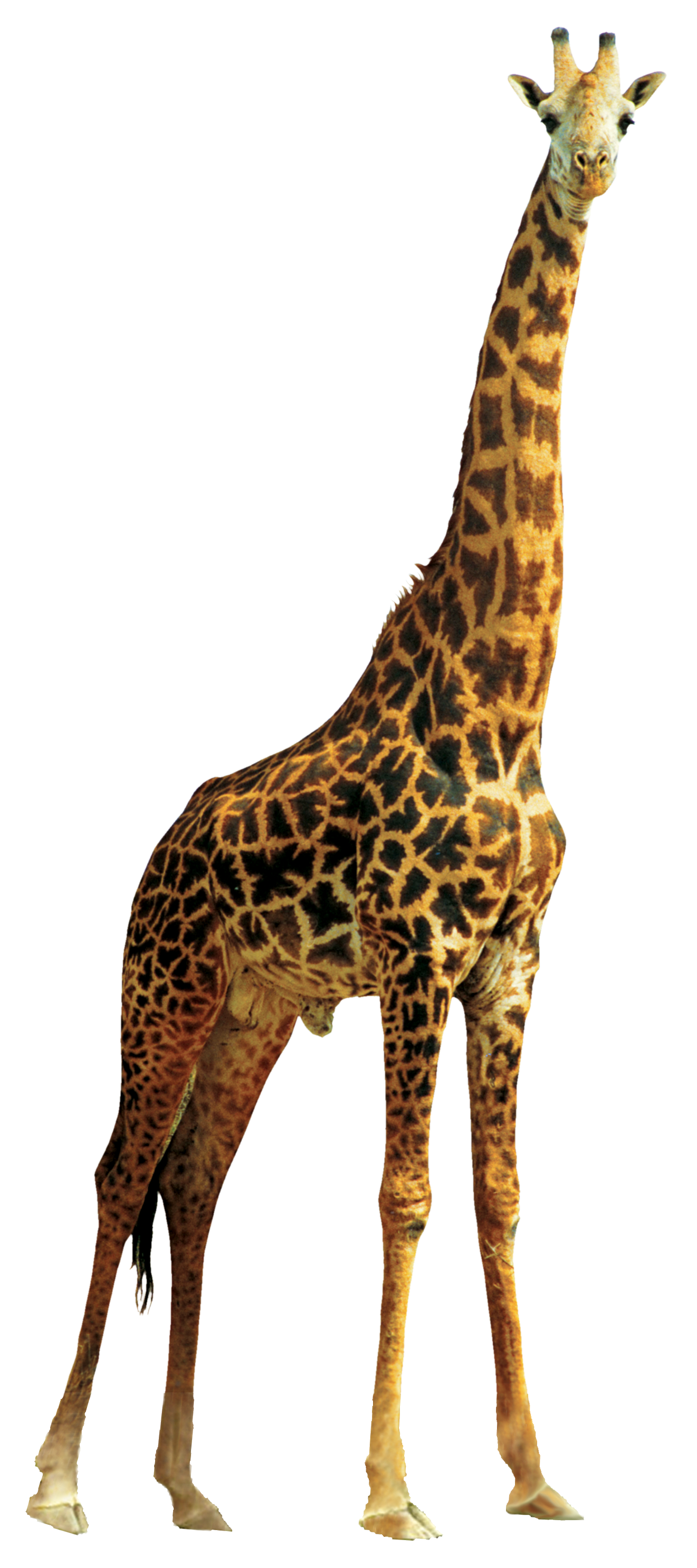 Download PNG image - Giraffe PNG Clipart 