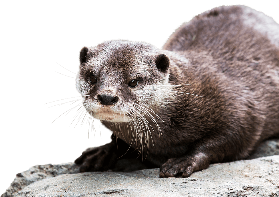 Download PNG image - Otter Background PNG 