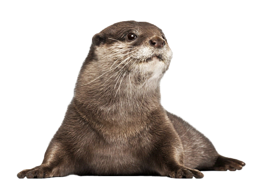 Download PNG image - Otter PNG Image 