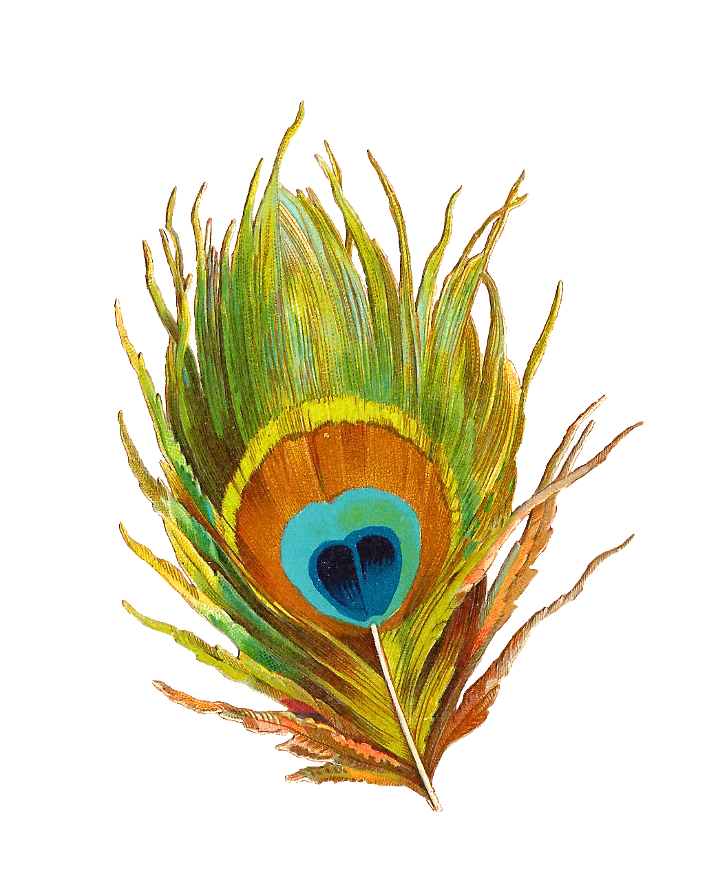 Download PNG image - Peacock Feather PNG Picture 