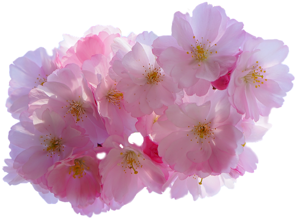Download PNG image - Purple Blossom Flower Transparent PNG 