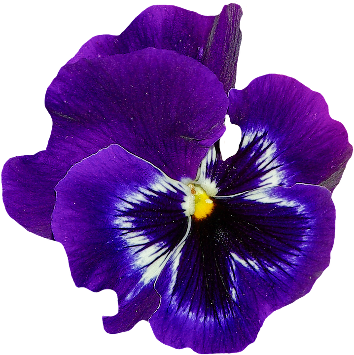 Download PNG image - Spring Blossom Flower PNG Pic 