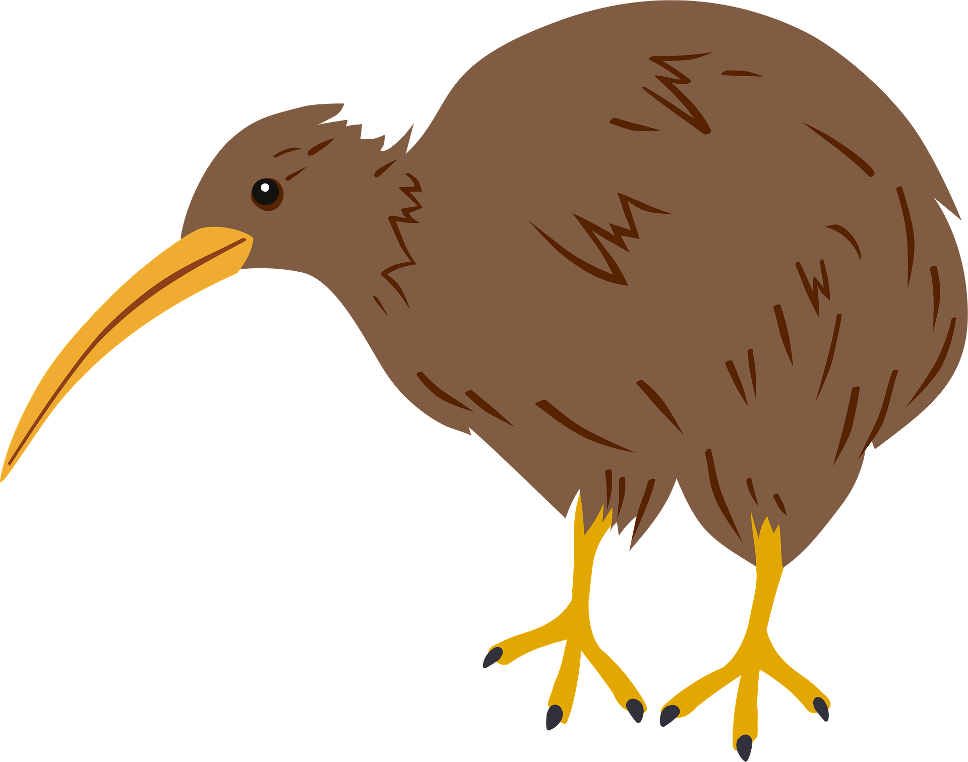 Download PNG image - Wild Kiwi Bird PNG Transparent Image 