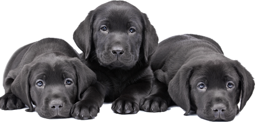 Download PNG image - Black Dog Puppies PNG 