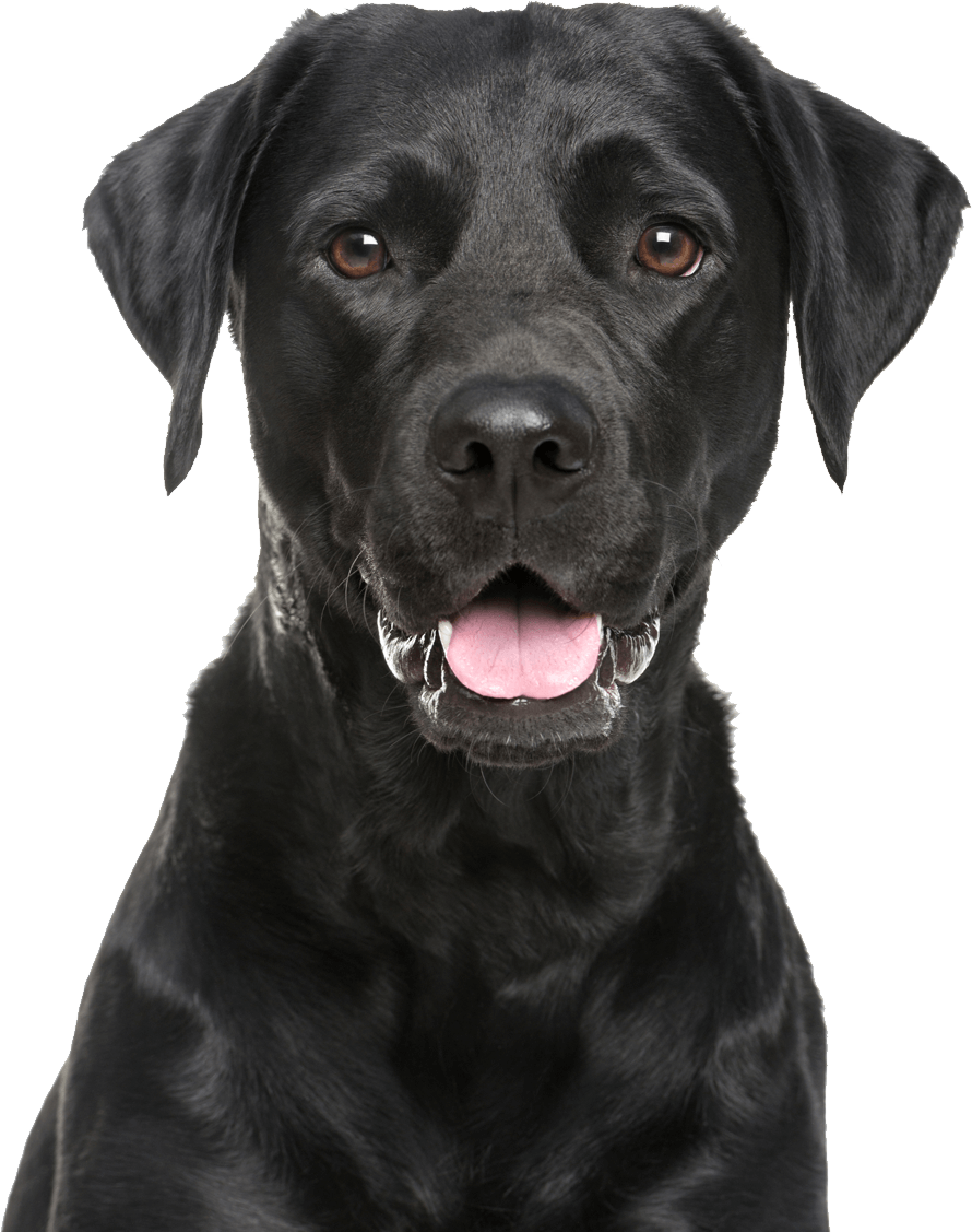Download PNG image - Black Labrador Dog Tongue PNG 