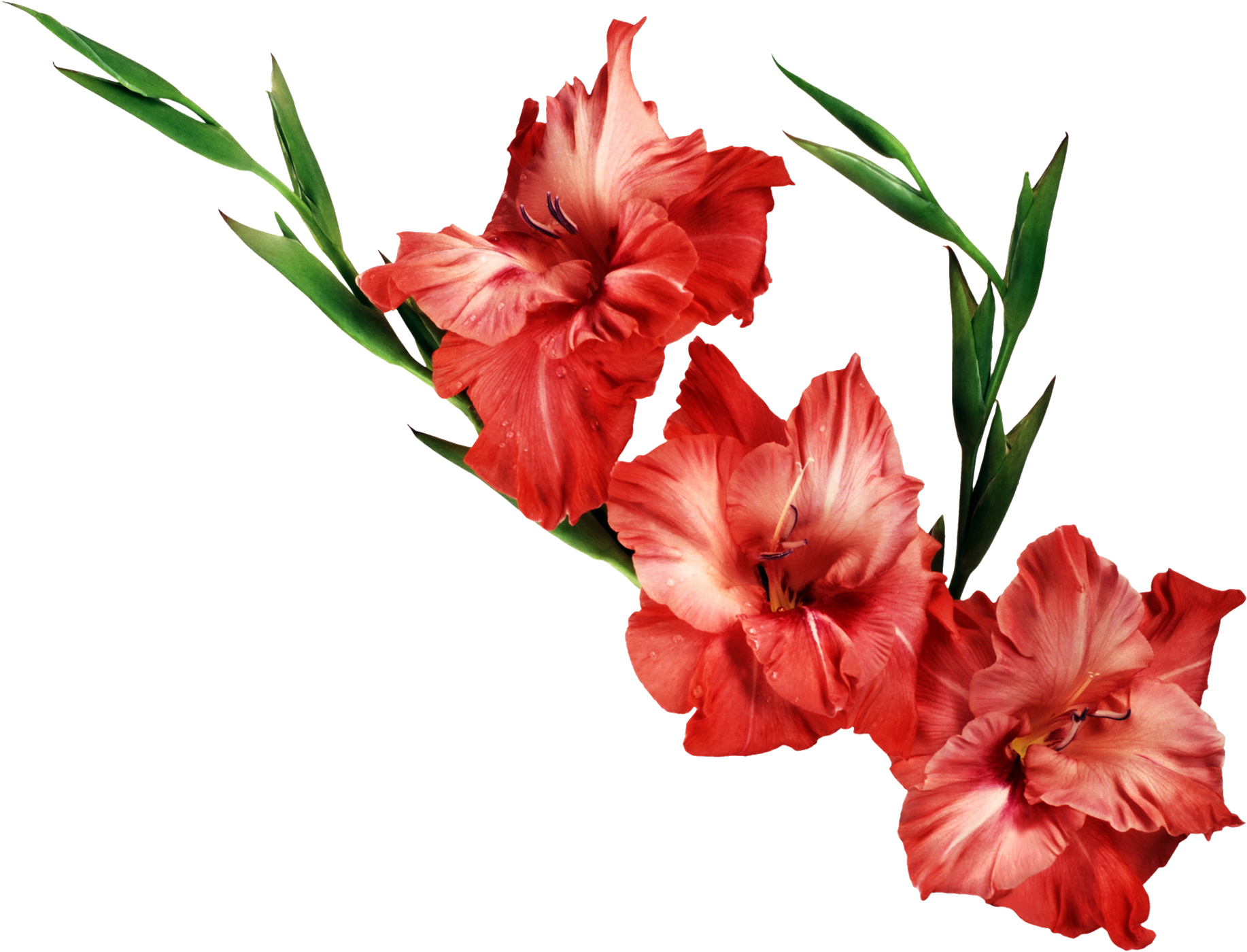 Download PNG image - Gladiolus PNG Clipart 