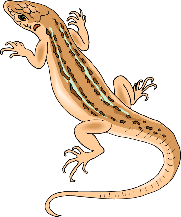 Download PNG image - Horned Lizard PNG File 